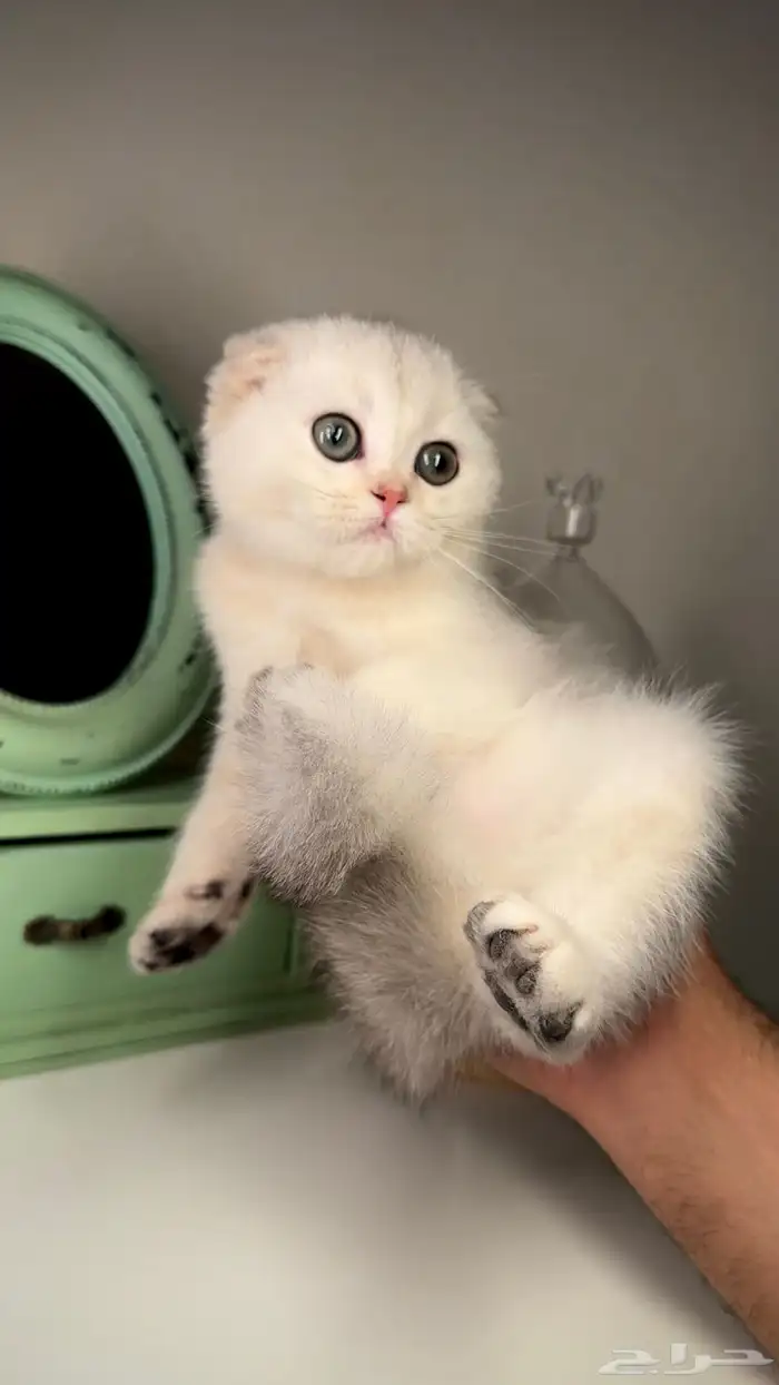 قطط للبيع كيتن سكوتش فولد انثى ذكر شيرازي هملايا قطه بسه قط 0