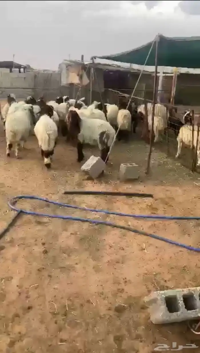 هرفى نعيم شرط الضحيه 1