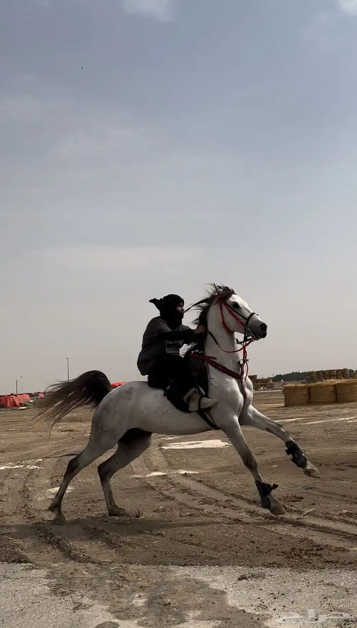 افراس وخيل واهو للبيع 0