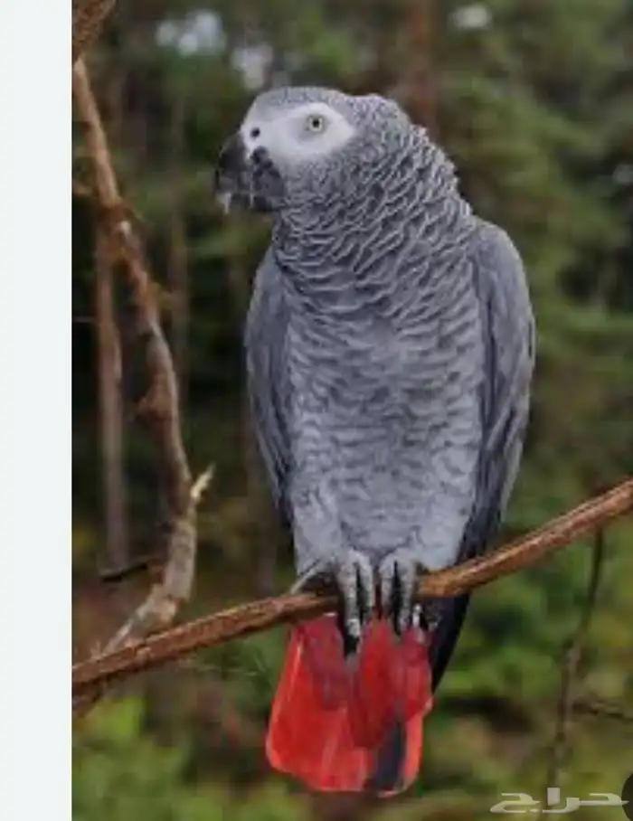 بغبغاء كاسكو مفقود 0