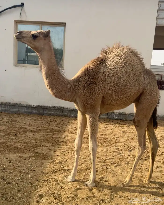 خلفه عمانيه 0