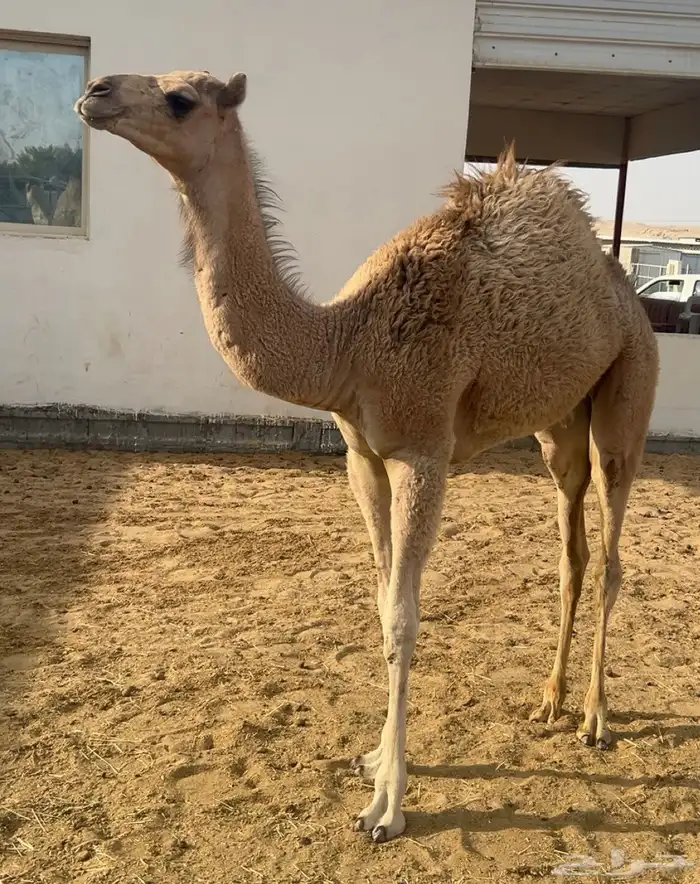 خلفه عمانيه 2