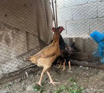 دجاجه سندي دم صافي 2
