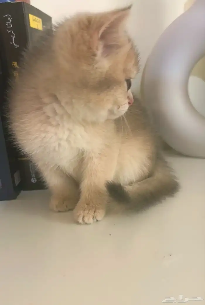 قطه أنثى سكوتش ستريت AY12(تم البيع) 1