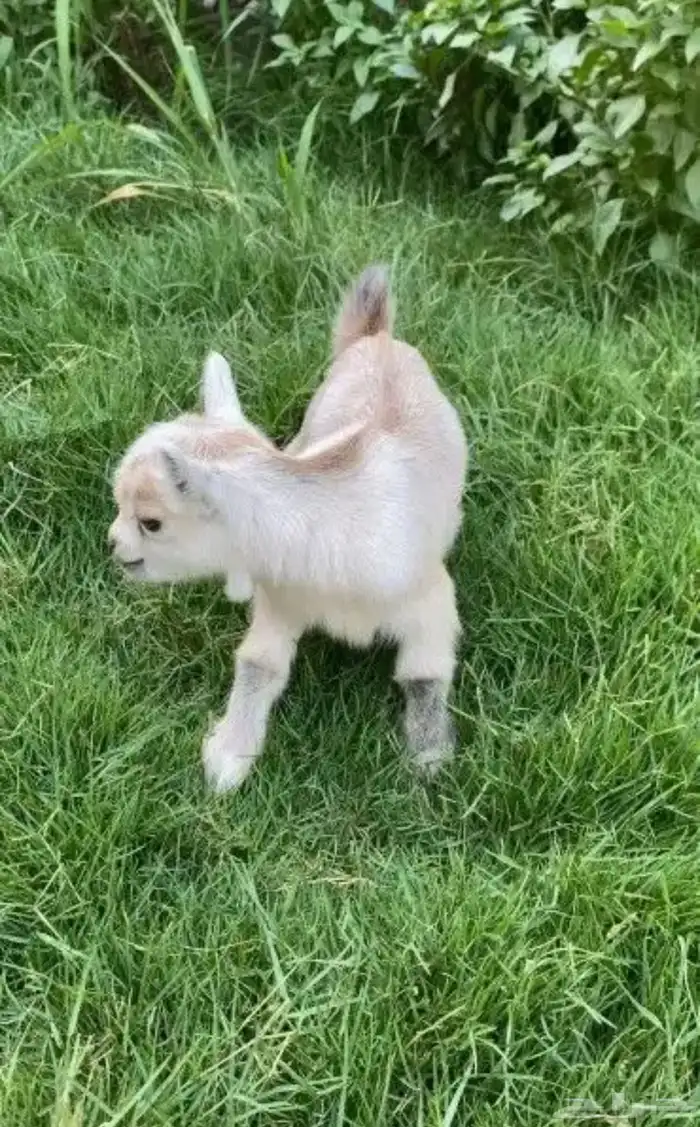 الماعز القزم الاليف ماعز قزم صغير حجم بيبي مره صغير 16