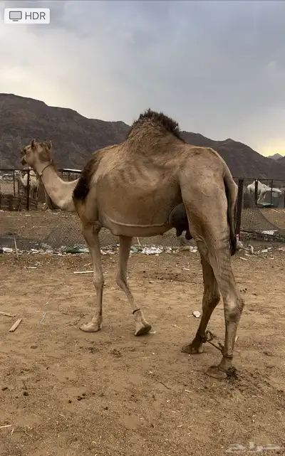 خلفه 0