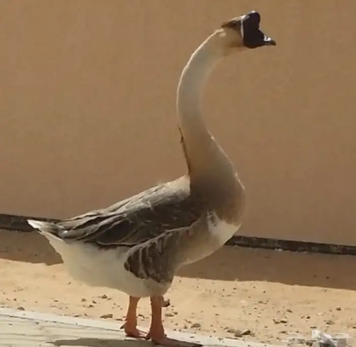 وز عراقي 0