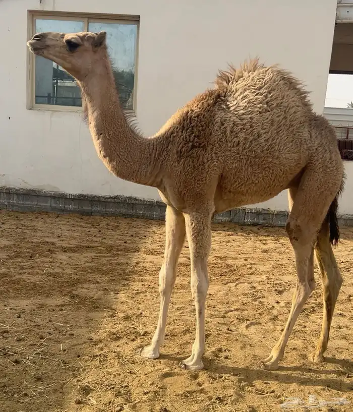 خلفه عمانيه 3