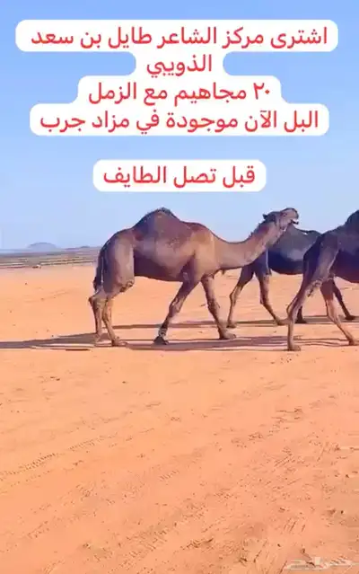 خلفات للبيع 3