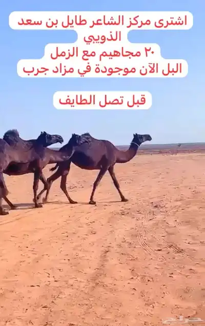 خلفات للبيع 0
