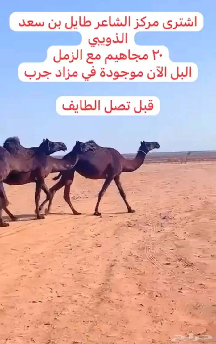 خلفات للبيع 0