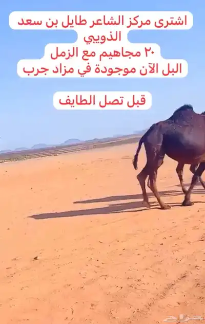 خلفات للبيع 2