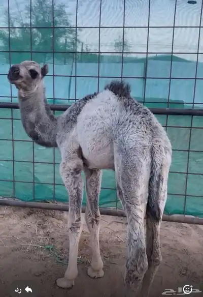 خلفه 8