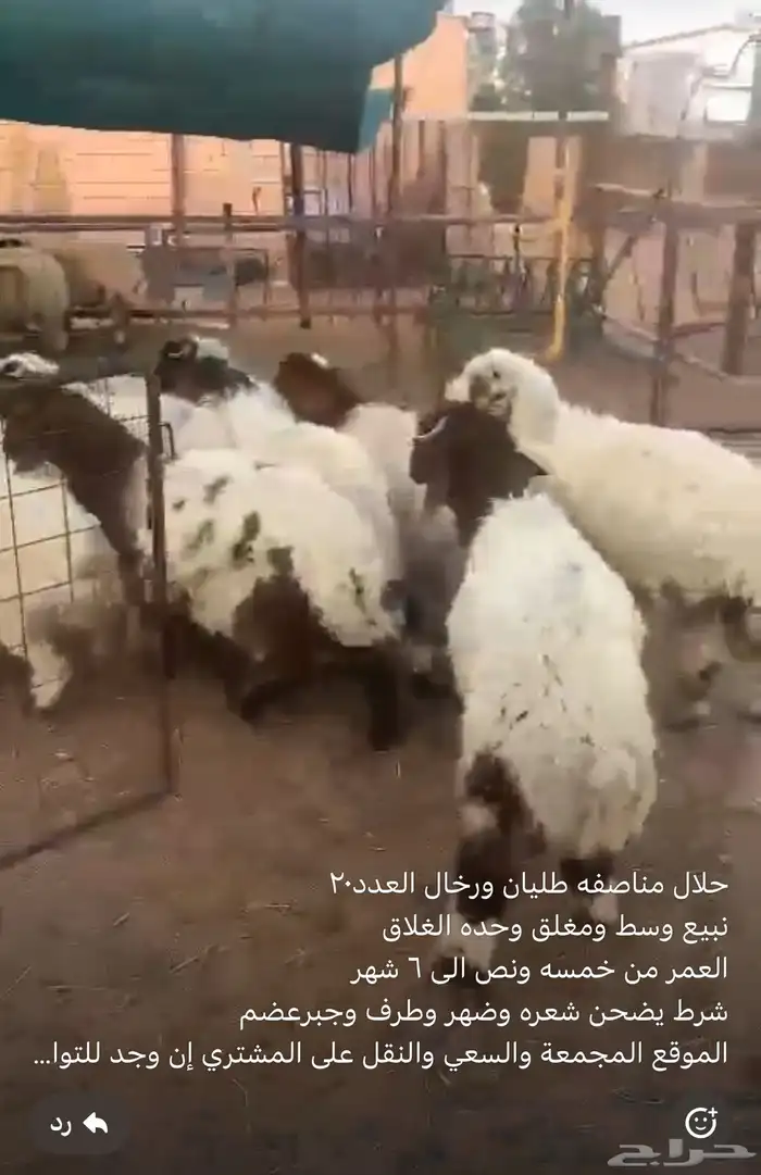 هرفى نعيم شرط الضحيه 0
