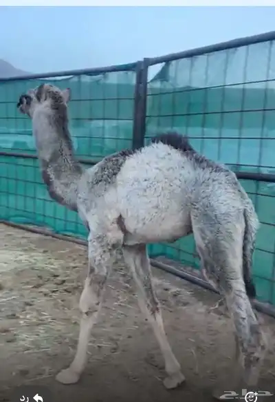 خلفه 7