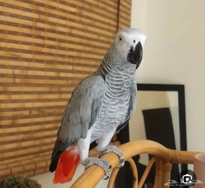 بغبغاء كاسكو مفقود 1