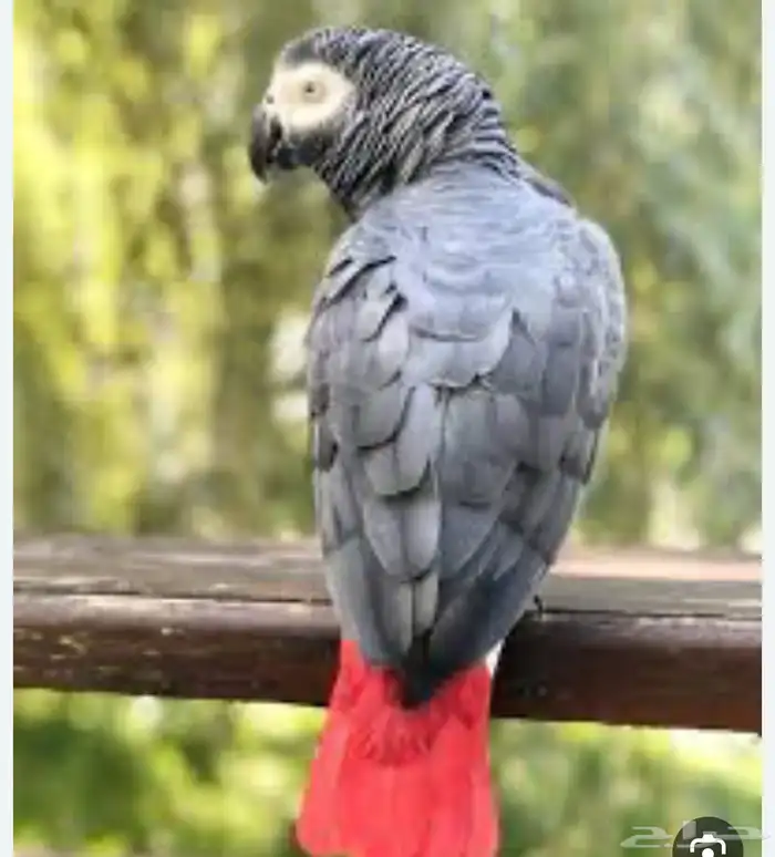 بغبغاء كاسكو مفقود 2