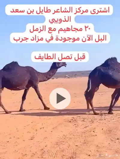 خلفات للبيع 1