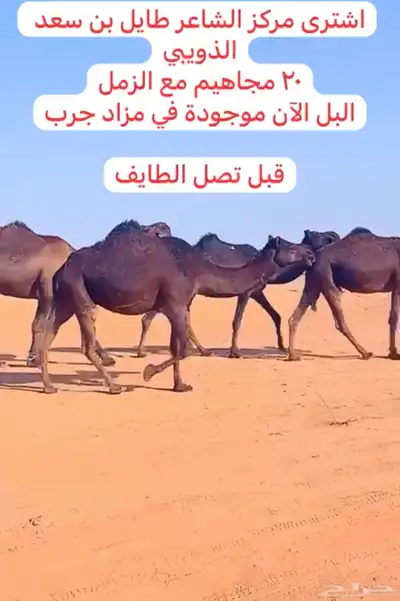 خلفات للبيع 4