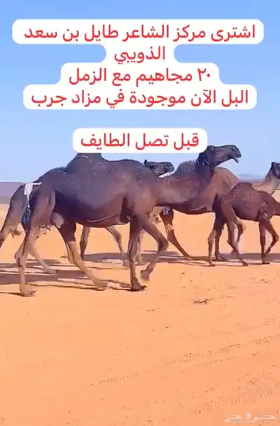 خلفات للبيع 5