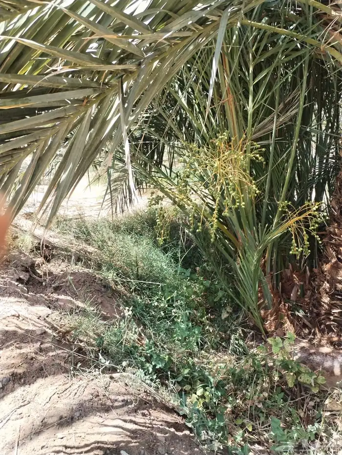 صقعي برني مجدول 0