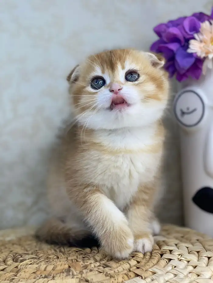 قطط سكوتش فولد 5