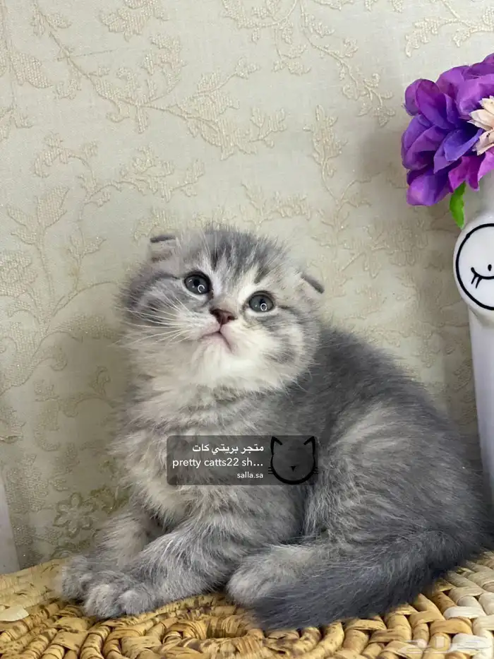 قطط سكوتش فولد 8