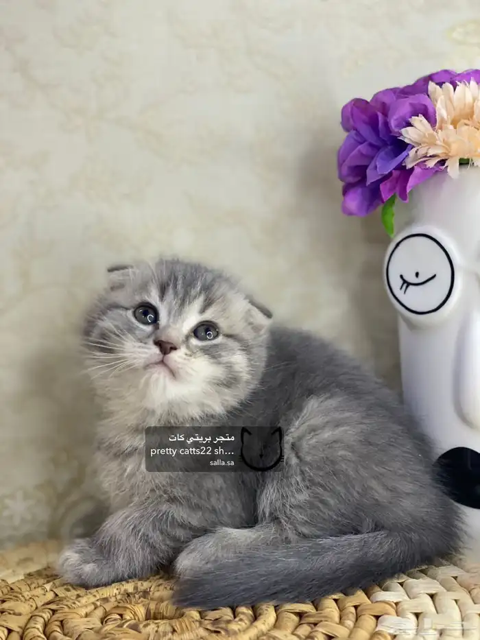 قطط سكوتش فولد 6