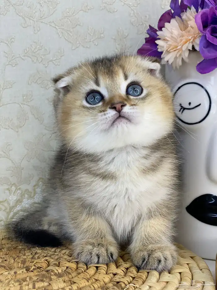 قطط سكوتش فولد 1