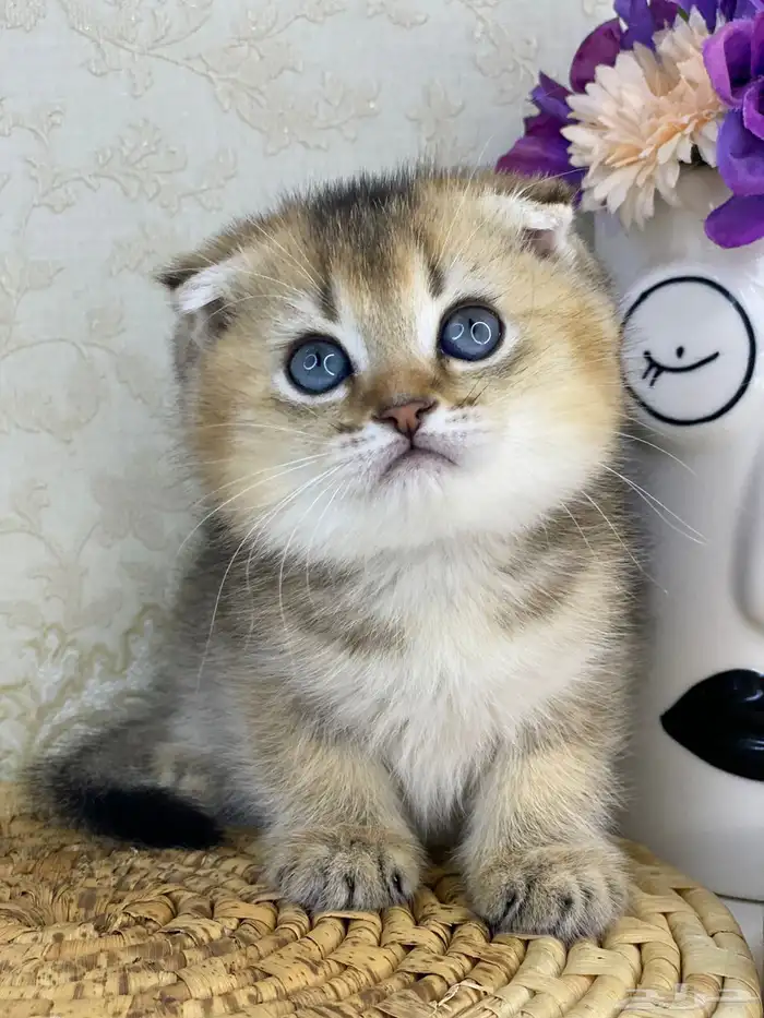 قطط سكوتش فولد 0