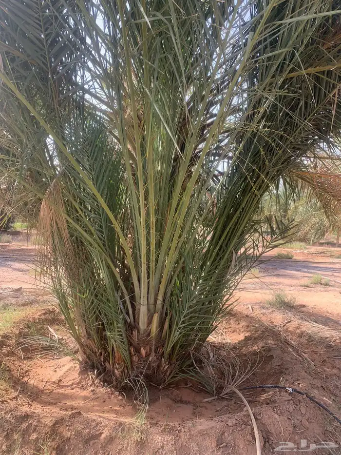 صقعي برني مجدول 7