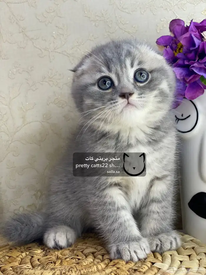 قطط سكوتش فولد 9