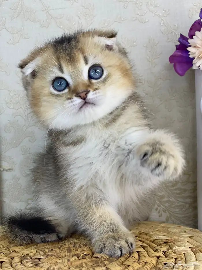 قطط سكوتش فولد 2