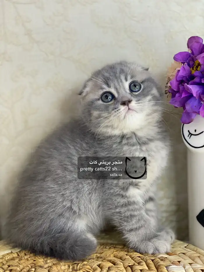 قطط سكوتش فولد 11