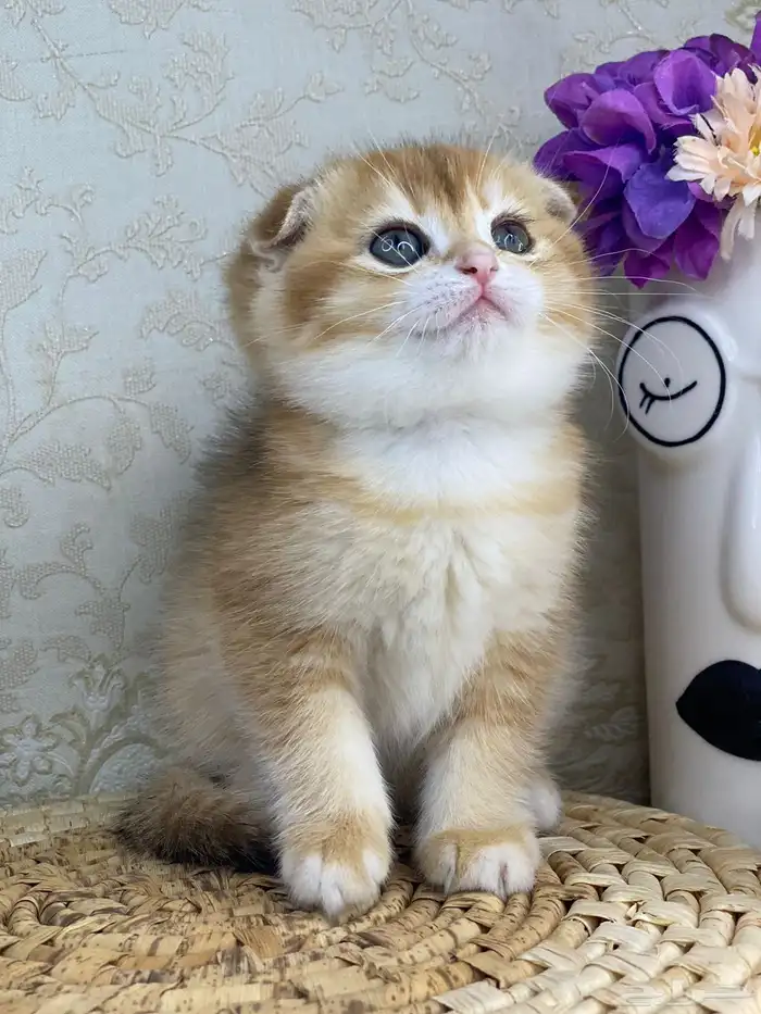 قطط سكوتش فولد 3