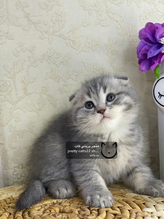 قطط سكوتش فولد 7