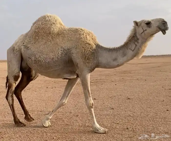 قعود حيسوني مشروع فحل طيب مره 2