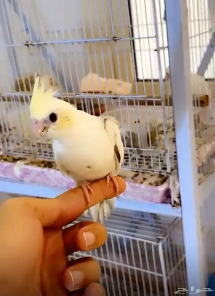 فرخين كوكتيل بطفرات نادره للعشاق الفخامه(تم البيع ) 1