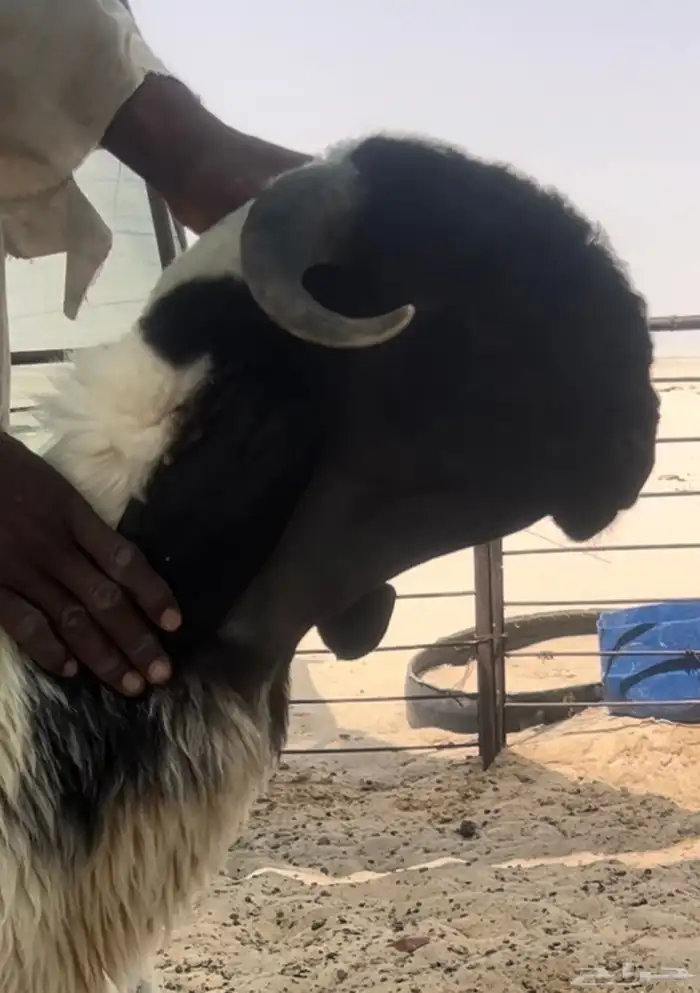 جذع صنف فاخر 1