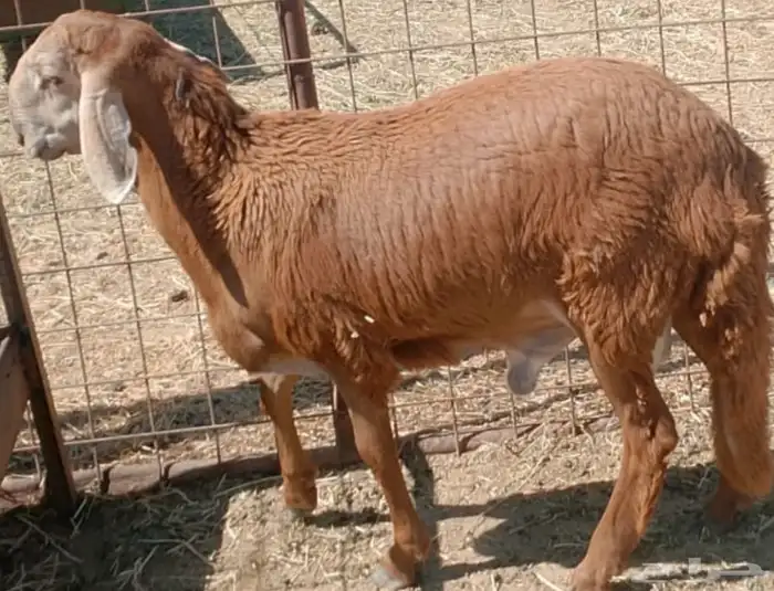 سواكني تربية 0