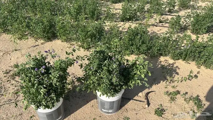 برسيم طازج طريق الرياض صلاصل 1
