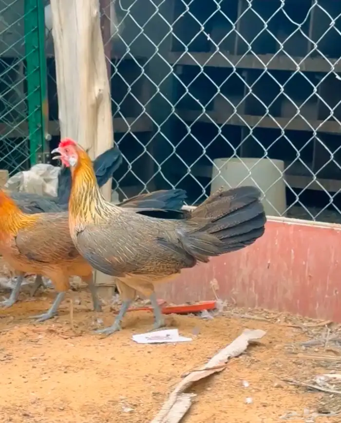 طقم فونكس فاخر 0