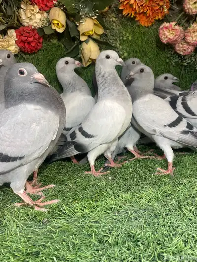 مجموعة طبات لزواجل لاهل النش وطيران 3