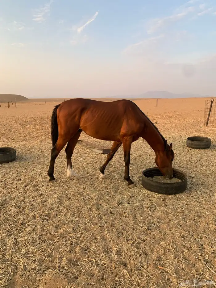 حصان شعبي 4