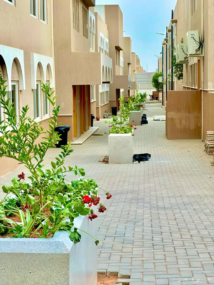 شجرة ليمون صيني 0