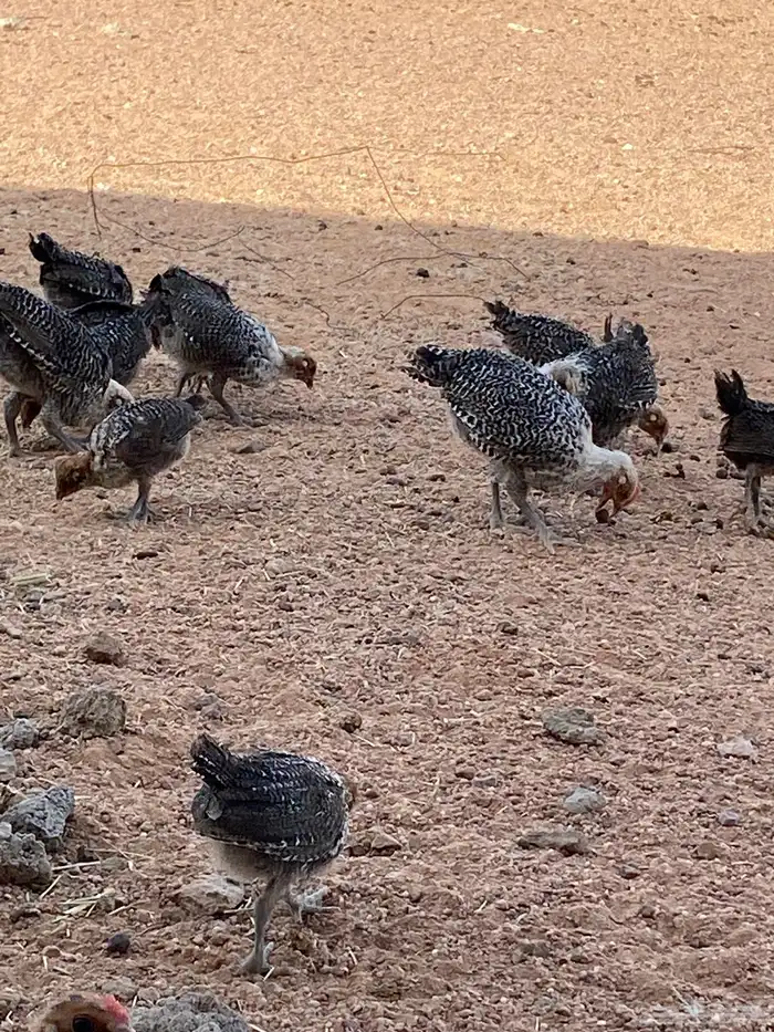البيع دجاج فيومي 1
