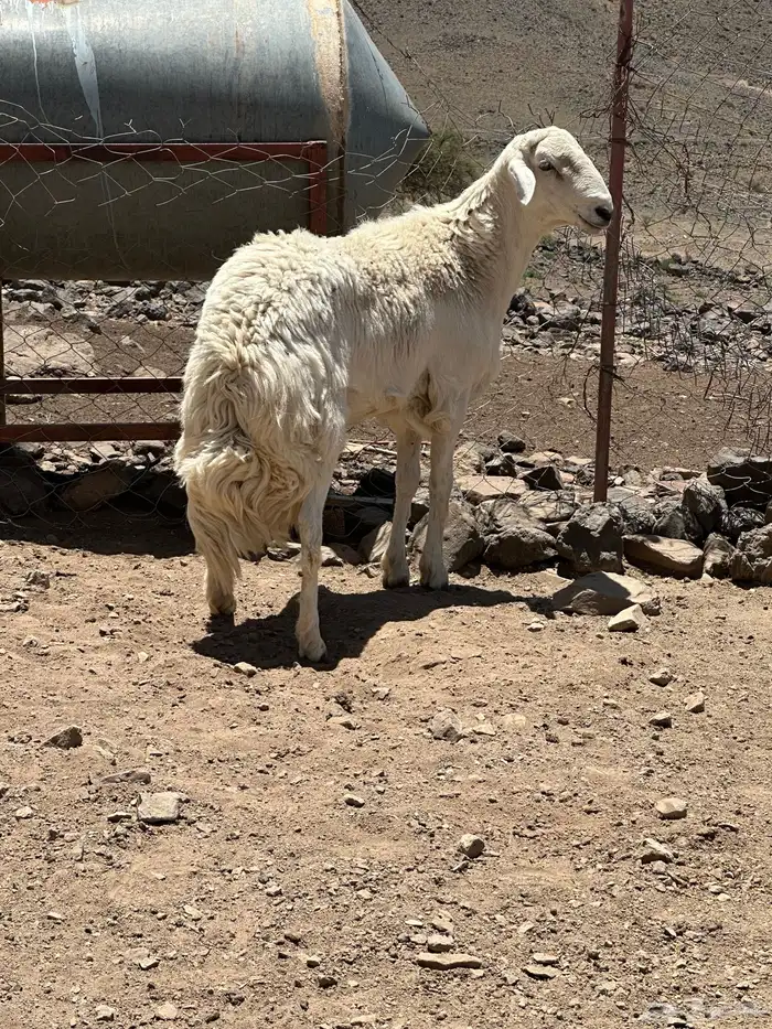 خروف 3