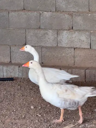 جوز وز عربي و عراقي 8
