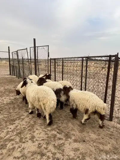 تم البيع 6