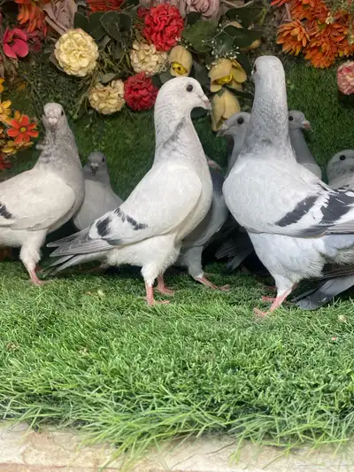 مجموعة طبات لزواجل لاهل النش وطيران 0